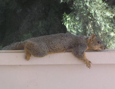 Reclining fox squirrel, photo by Rosemary West © 2009