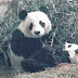 Postcards Received - China Pandas