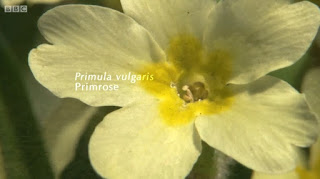 Primrose