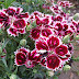 Dynamic Dianthus flower