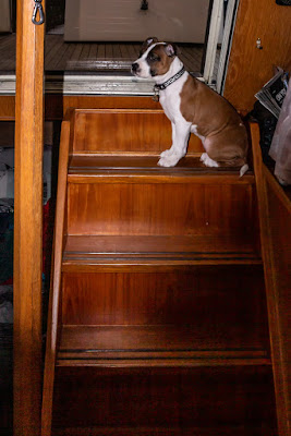 Phot of Ruby sat on the top step