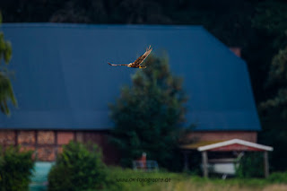 Wildlifefotografie Rohrweihe Olaf Kerber