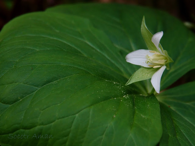 Trillium tschonoskii