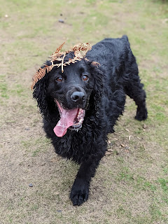 Boris the Black Cocker Spaniel looking every inch the catwalk model as he wears one of natures unique creations, a piece of dead bracken atop his head, worn at a jaunty angle, as stands looking at the camera at the end of an imaginary grassy catwalk doing his very best look at me model pose