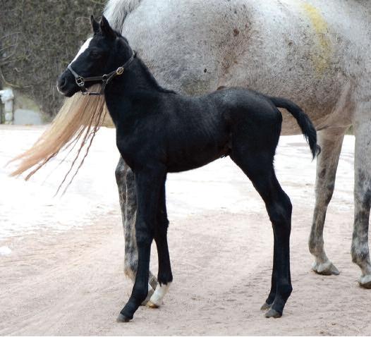 Primi foal nati per Paco Boy, Silver Frost e Gloria de Campeao