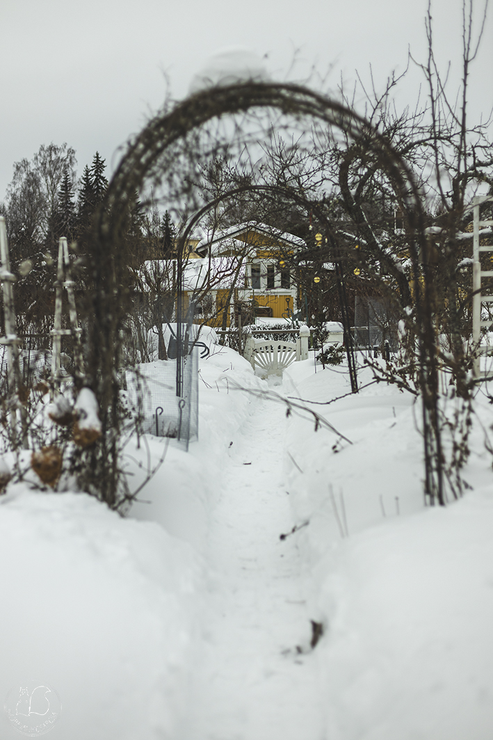 Siirtolapuutarhapalstan polku portille.