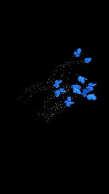 iPhone Wallpaper: blue butterfly, dark background