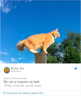 Este hombre provocó una batalla entre otros dueños de gatos después de decir que su gato era más lindo que el de cualquier otra persona