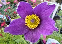 pasque flower