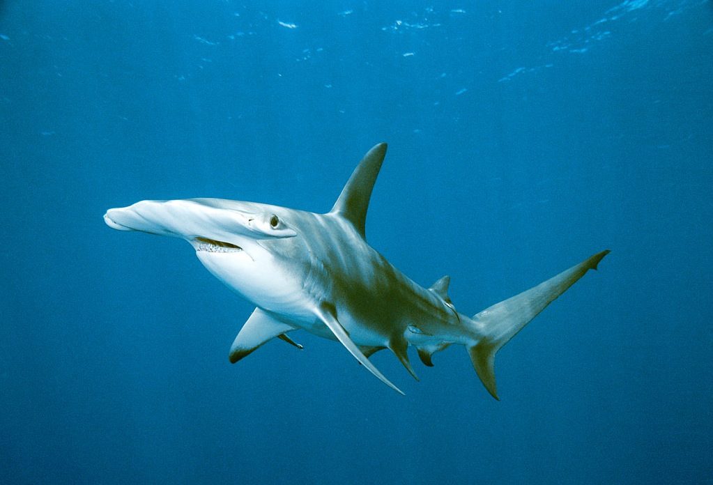 bull shark eating. What do sharks eat?