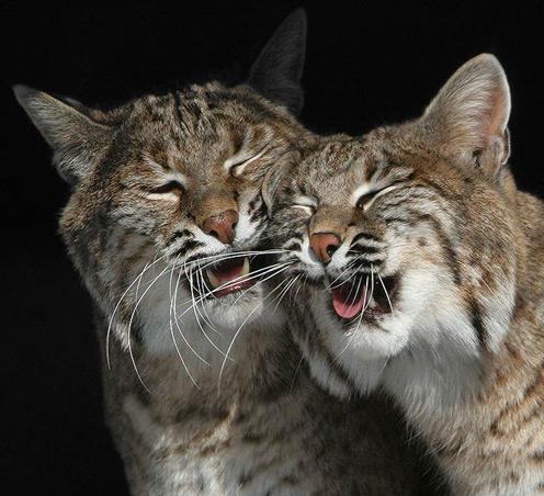 Animals Hugging Seen On www.dil-ki-dunya.tk