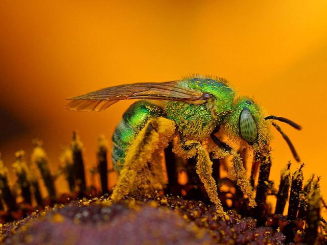 هل شاهدت النحل الاخضر من قبل صور غاية في الروعة ومعلومات