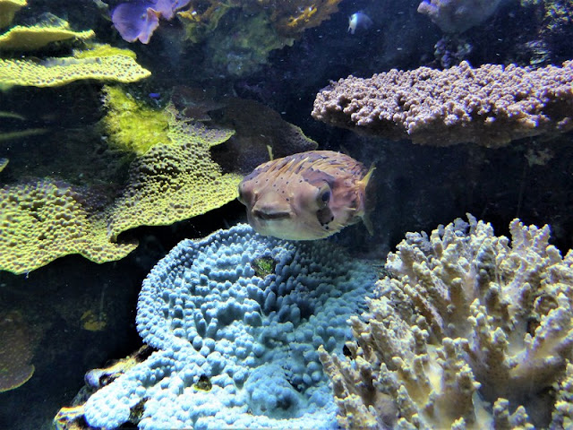 Museo Oceanográfico de Mónaco, pez globo