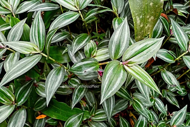 Planta lambari cobrindo o solo