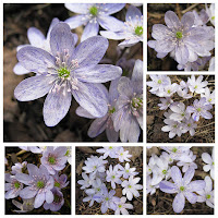 Печёночница благородная (Hepatica nobilis var.nobilis) «Серебряный Дождь» Печёночница благородная Hepatica nobilis var.nobilis купить печёночницу купить махровые печёночницы печёночницы селекция Константиновой Натальи