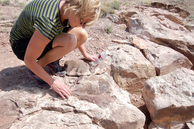 Fossilized Dinosaur Scapula in Rabbit Valley on the Trail Through Time Colorado