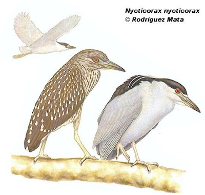 Garza bruja Nycticorax nycticorax