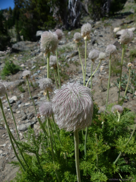 085: curled seed heads