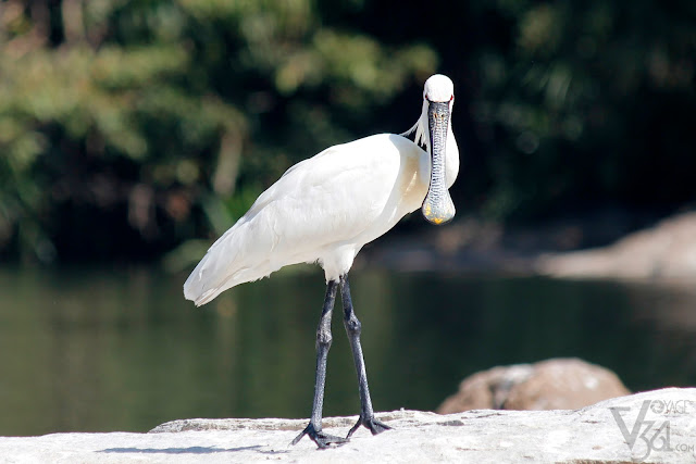 Eurasian spoonbill