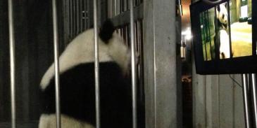 Agar mau kawin, panda di China 'dipaksa' nonton video porno