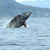 Σπάνια εμφάνιση γκρίζας φάλαινας στην Μεσόγειο...