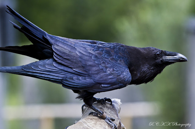 Raven Bird Photos