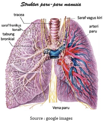 Hasil gambar untuk Cara kerja paru paru