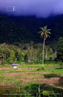 Pohon Kelapa Maninjau