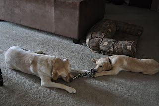 Bob and Egypt both laying down facing each other, they have the new tug toy and are playing with it. Each dog has an end in its mouth, neither are tugging, just laying there holding it.