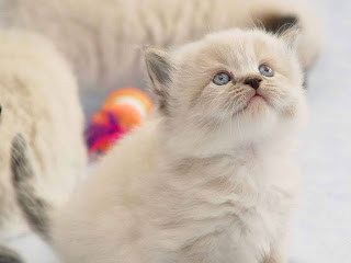 KUCING CANTIK, LUCU DAN IMUT