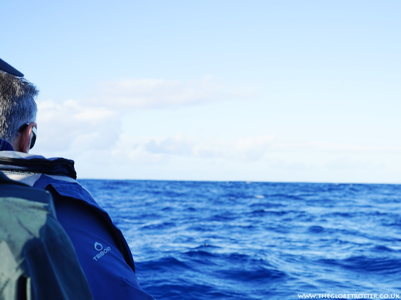 Whale Watching In The Azores Islands With Terra Azul