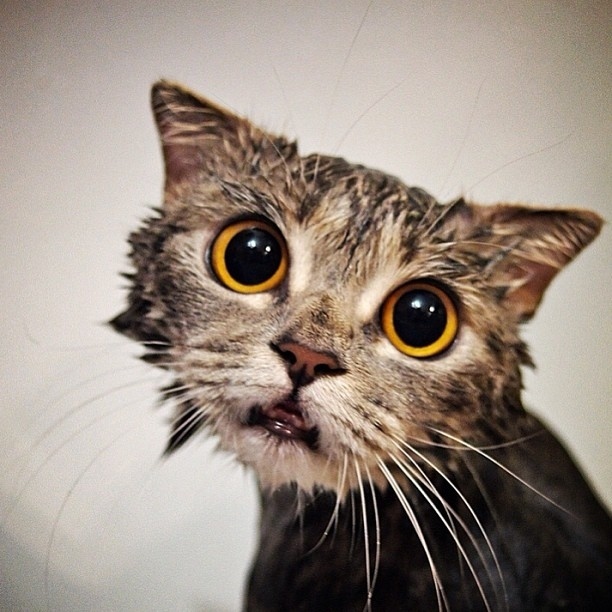 Divertidas fotos flagram o quanto gatos não gostam de banhos