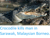 https://sciencythoughts.blogspot.com/2019/10/crocodile-kills-man-in-sarawak.html