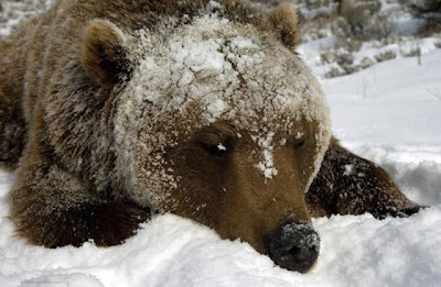 Stunning Close Up Photography Of Wild Animal Seen On www.coolpicturegallery.us