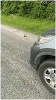 Cute kitten GIF • If you adopt one cute feral kitty, then you must adopt 10!  [ok-cats.com]