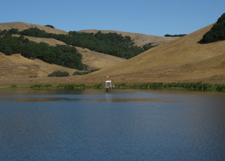 Great egret perched above Laguna Lake, Chileno Valley Road, Petaluma, California