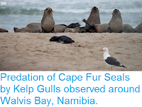 http://sciencythoughts.blogspot.com/2015/11/predation-of-cape-fur-seals-by-kelp.html