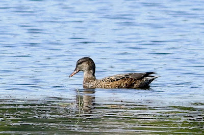 "Gadwall - Mareca strepera, female winter visitor duck pond it's winter refuge."
