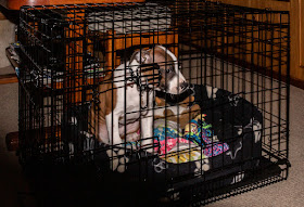 Photo of Ruby in her cage on the way back to the marina