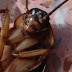 Θεσσαλονίκη: Χαμός από κατσαρίδες – Σε ποιες περιοχές εμφανίζονται και τι προκαλούν