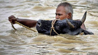 flood-animal-special-attention