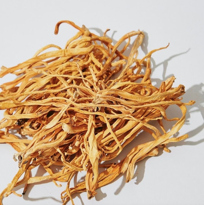 Buy Cordyceps Mushroom Products in Mississippi | Cordyceps Mushroom Company in Mississippi