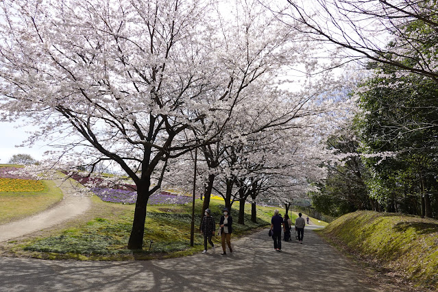 鳥取県西伯郡南部町鶴田 とっとり花回廊 花の丘 ソメイヨシノ（染井吉野）