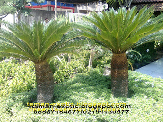 taman.jual rumput gajah mini,jual cemara lilin,jual tanaman hias,jual ...