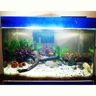 aquascape sederhana