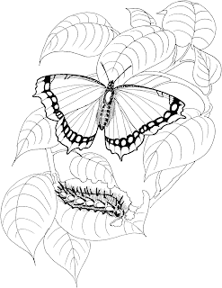 caterpillar coloring pages,butterfly caterpillar coloring pages