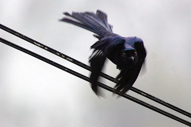 Drongo Lesser Racquet-tailed