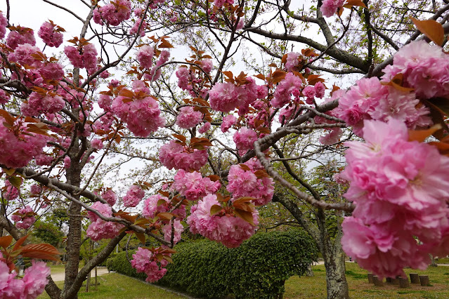 鳥取県米子市久米町　湊山公園　カンザン (関山）