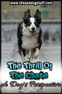 The Thrill Of The Chase - A Dog's Perspective