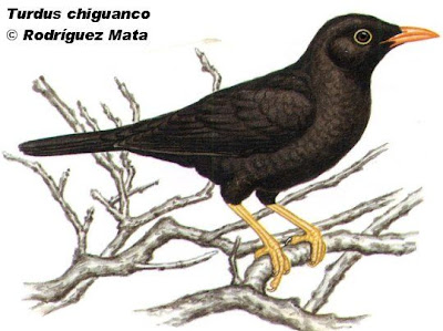 zorzales en argentina Zorzal chiguanco Turdus chiguanco